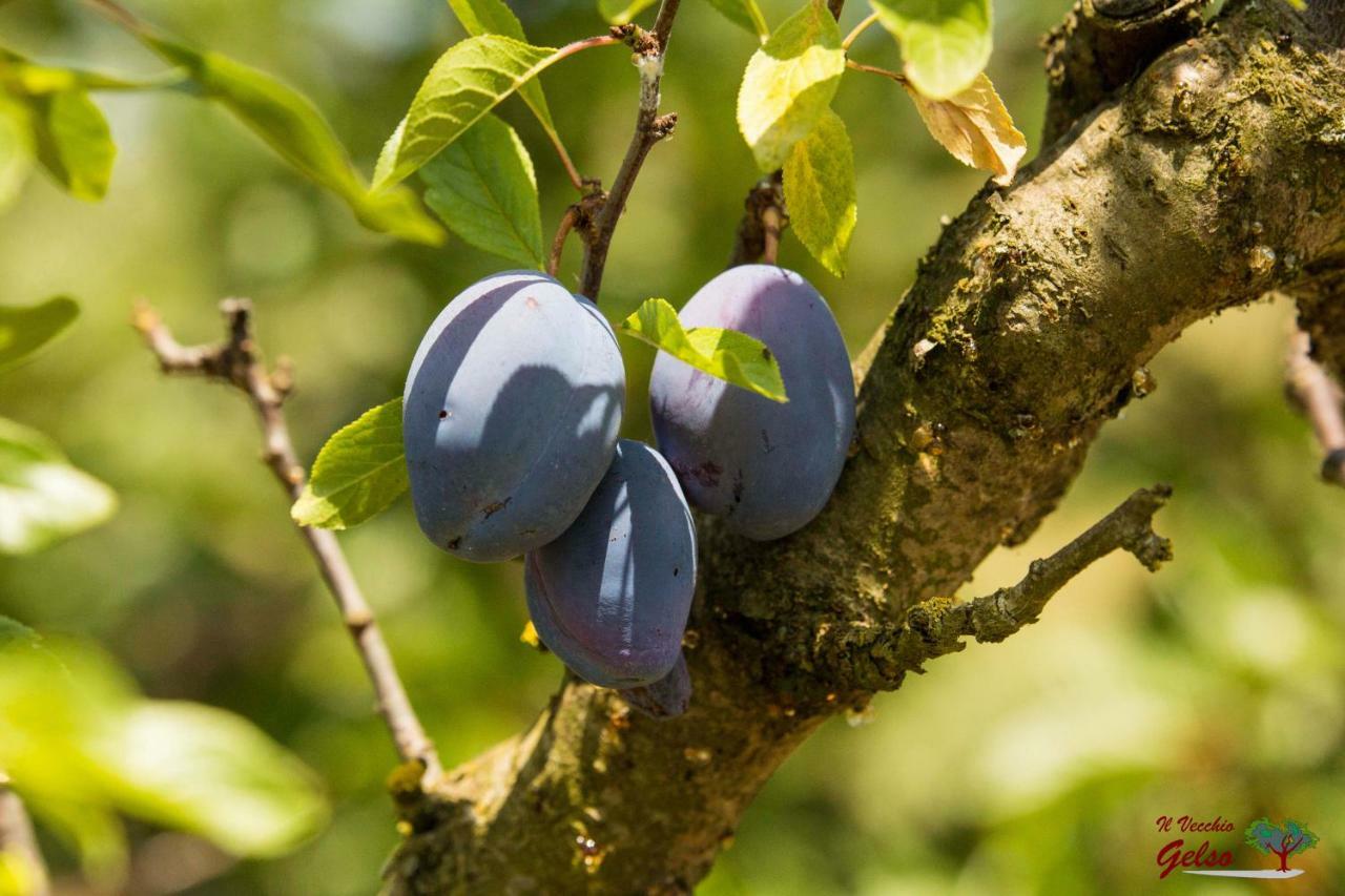 Il Vecchio Gelso - Agriturismo Rimini Montefiore Conca 빌라 외부 사진