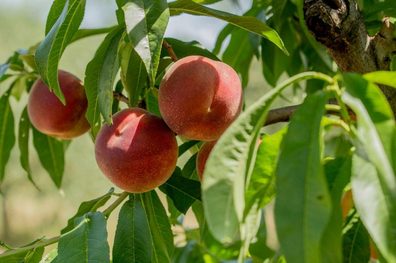 Il Vecchio Gelso - Agriturismo Rimini Montefiore Conca 빌라 외부 사진