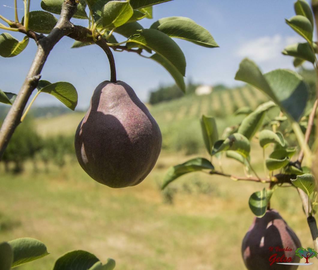 Il Vecchio Gelso - Agriturismo Rimini Montefiore Conca 빌라 외부 사진