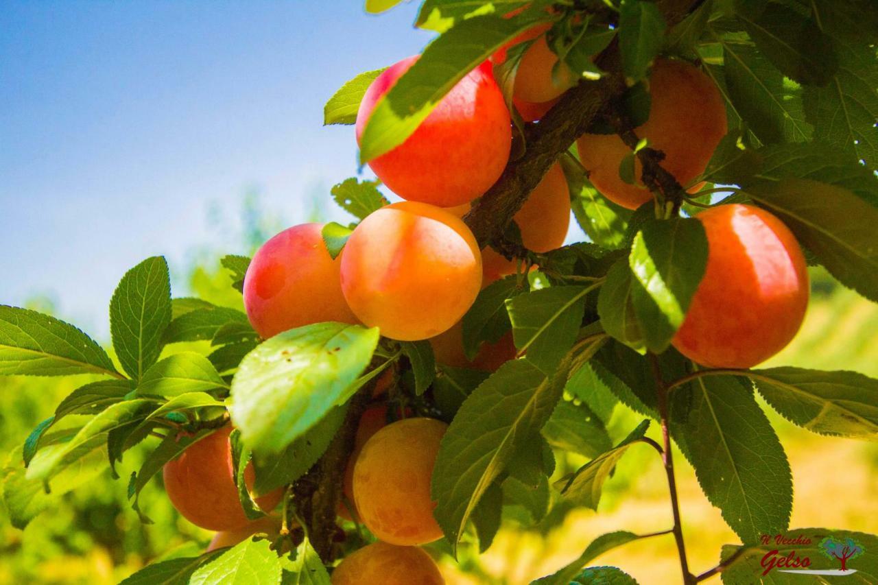 Il Vecchio Gelso - Agriturismo Rimini Montefiore Conca 빌라 외부 사진